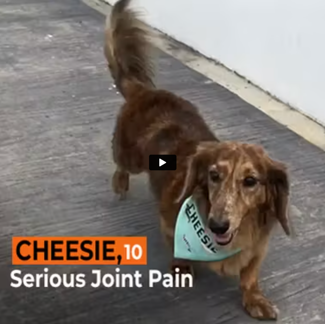 Cheesie