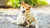 Discover a Natural Solution for Skin Allergies with Rose-Hip Vital Canine